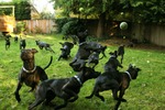 8_jonathan_carroll_who_let_the_dogs_out_photography