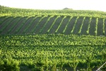 Vines