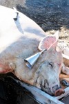 Api_d7b054579fb9f255d4535f696b17408b_pig_farm_scalding