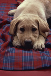 Cutedog