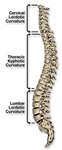 Spine1