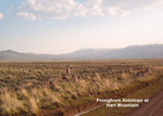 Antelope_hart_mtn
