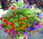 Basket_14_inch