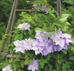 Clematis-will-goodwin