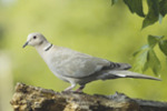 Dove_eur_collared_v2