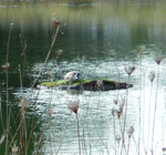 Goose_on_nest