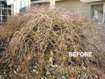 Nwg-before