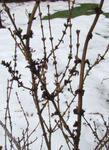 Nwg-forsythia