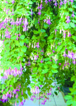 Nwg_fuchsia_pink_rain