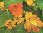 Nasturtium_with_spur
