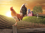 Rooster_2638645_m