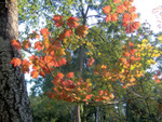 Vine_maples