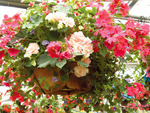 Api_eb0a66ef33b1f8aed63f582d2428c09b_inspiration-basket-2-12-11