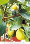 Bearss-lime_2