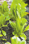 Lettuce1