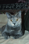 Pets_tinkerbell