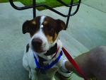 http://locable.s3.amazonaws.com/gwinnett_magazine/images/original/pet_photo_Max_Ice_Cream_Social_6-14-11.jpg