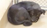 Puppy2