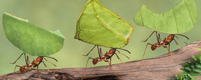 Ant