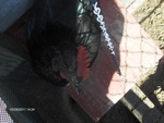 Chick01_3