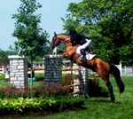 Horse_2