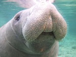 Manatee1a_2