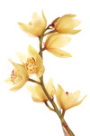 Api_edb6bc255a2a214c3f0181511572f7da_orchid20yellow