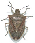 Brown_stink_bug_adult