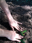 Hands_planting