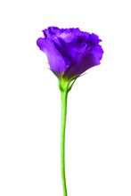 Istock_000019026105xsmall