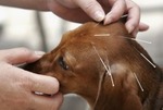 Dog-acupuncture-300x201_1_