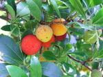 Dscf6442
